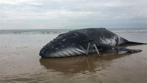 Une vraie fausse baleine échouée sur la plage de Vauville France Bleu