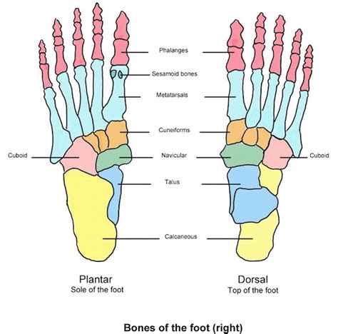 Phalanges Definition Anatomy