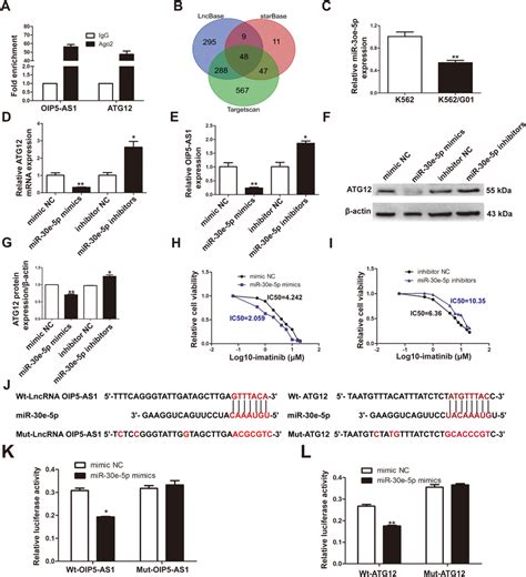 OIP5 AS1 Regulates ATG12 By Competitively Binding MiR 30e 5p A The