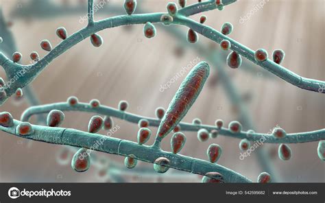 Hongo Trichophyton Rubrum Ilustración Que Muestra Macroconidios Microconidios Hifas Septas