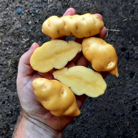 True Potato Seeds Tps Melosilla 100 Seeds Cultivariable