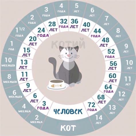 Кот по человеческим меркам - картинки и фото koshka.top