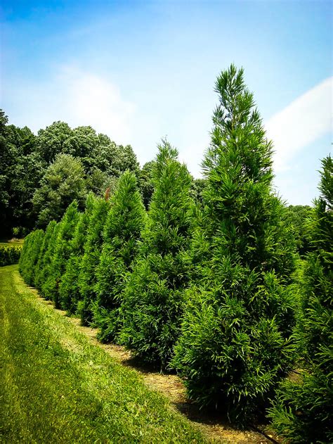 Yoshino Japanese Cryptomeria For Sale Online The Tree Center