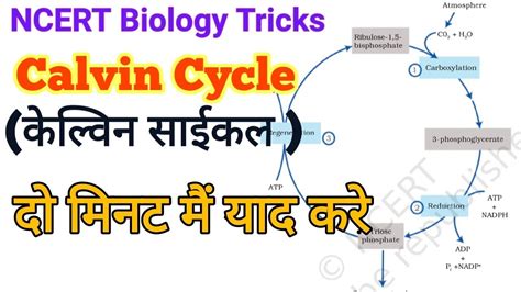 Calvin Cycle Diagram Ncert