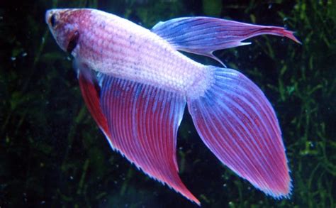 Different Types Of Betta Fish Tails Vang Bettas