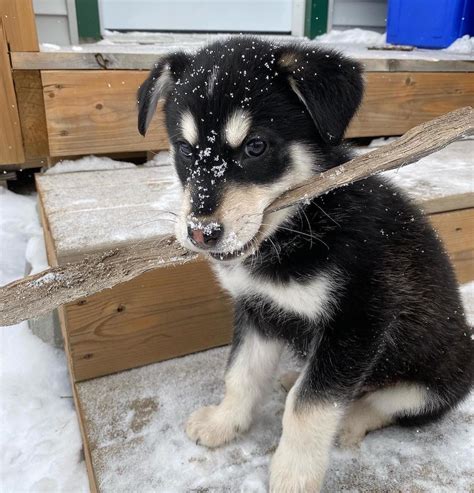 German Shepherd Husky Mix Gerberian Shepsky Guide