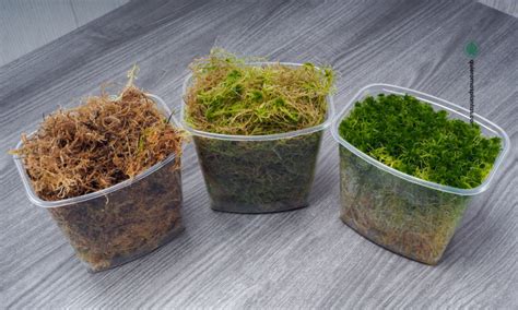 Para Qu Sirve El Musgo Sphagnum En Tus Plantas Quiero M S Plantas