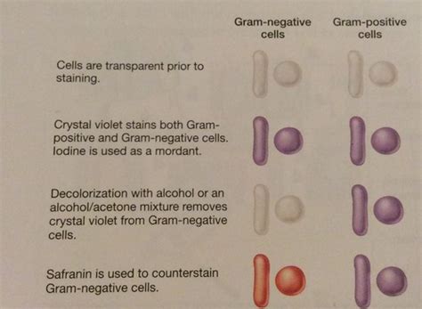 Gram Stains Flashcards Quizlet