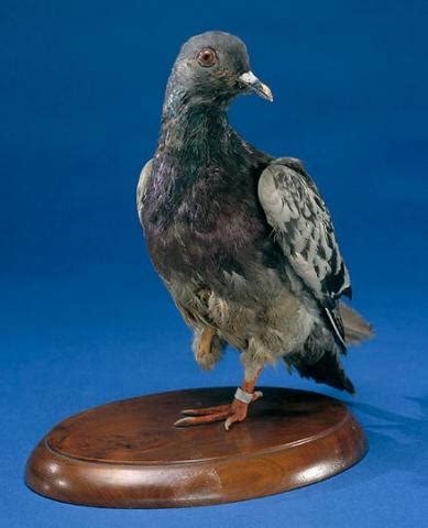 Pigeon used in World War One - WW1 Battlefield Tours - Rifleman Tours ...