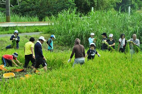 黄金色の実り全校児童で稲刈り 奄美新聞