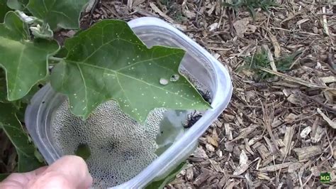 Diy Blister Beetle Control For Minor Infestations On Eggplant Youtube