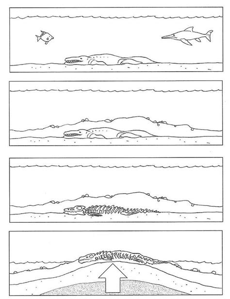 Il Processo Di Fossilizzazione Scheda Classe Terza Primaria Maestro