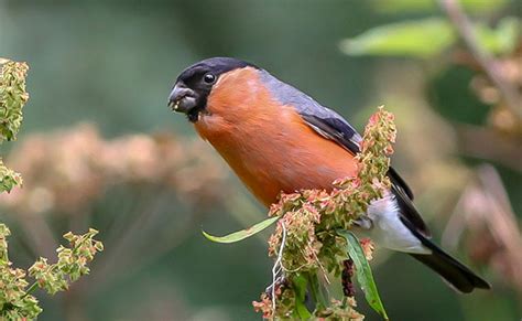 Bullfinch | Bird Identification Guide | Bird Spot