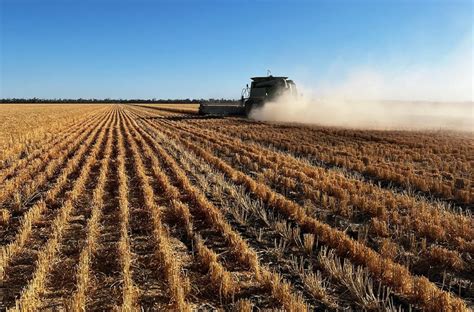 Feedgrain Focus: High-speed harvest fills northern homes - Grain Central