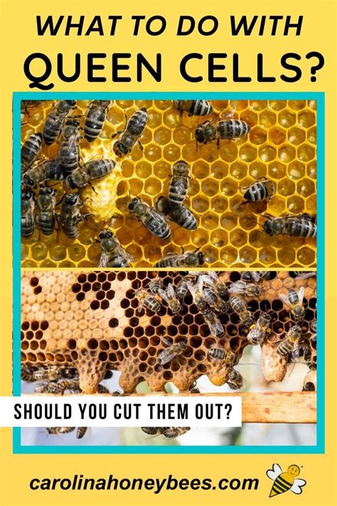 What To Do With Queen Cells In Your Hive Carolina Honeybees Artofit