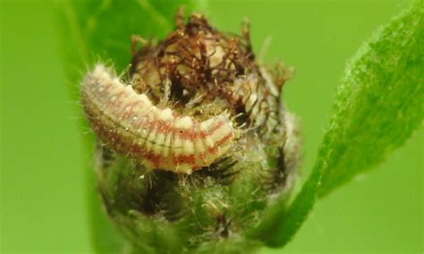 What Do Lacewings Look Like? (Pics Included!) | Wildlife Welcome