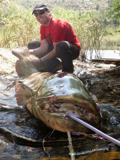 Pesca Con Gu A Del Siluro Al Lance Y Pellets En Mequinenza Y R O Ebro Ebro