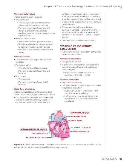 Normal heart sounds: Video, Causes, & Meaning | Osmosis