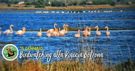 Birdwatching Alla Diaccia Botrona I CAMMINATORI LIBERI