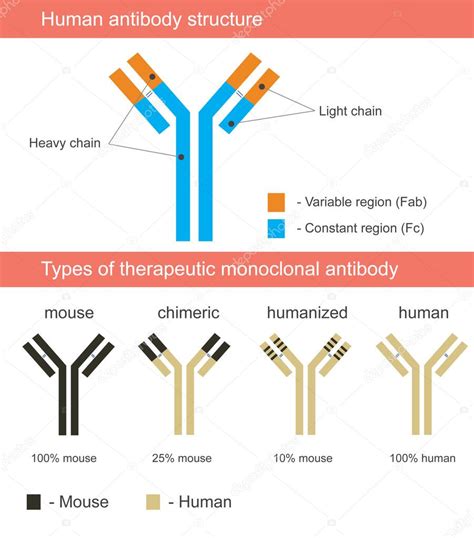 Humanized Monoclonal Antibodies