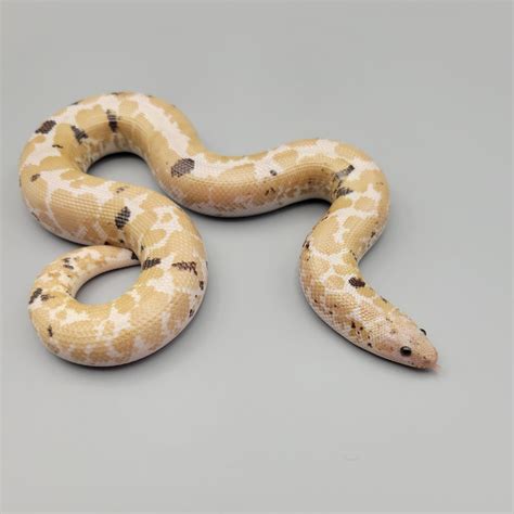 Paradox Snow Kenyan Sand Boa By Rufus Darden Reptiles Morphmarket