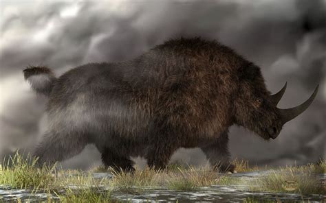 Flickrpejh1rt Woolly Rhinoceros Prints Daniel Eskridge