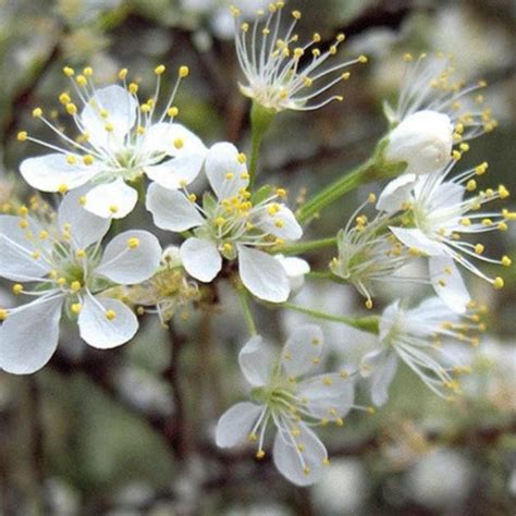 Prunus Angustifolia Tree Chickasaw Plum Etsy