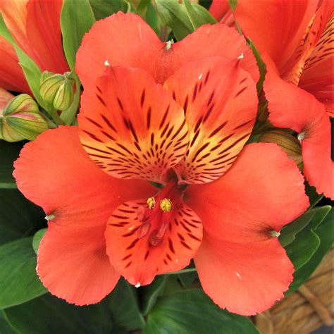 Alstroemeria Inca Reef Orange Dwarf Alstroemeria Plant Easy To Grow