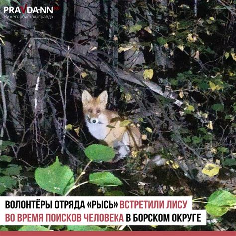 🦊 Вот такую красавицу повстречали борские | «Нижегородская правда ...