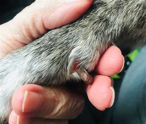 Why Do Dog Breeders Remove Dew Claws