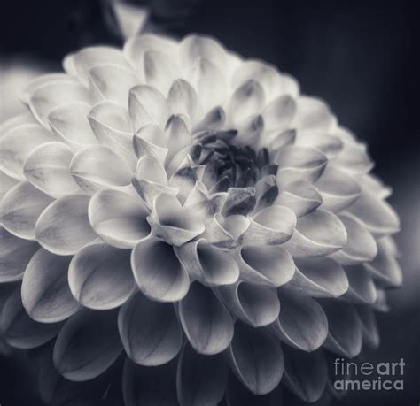 Soft Dahlia Photograph By Ladonna Mccray Fine Art America