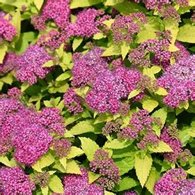 Get Double Play Gold Spirea 3 Gallon Pot Proven Winners In MI At