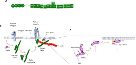 Riam Implication In The Integrin Activation A The Composition Of