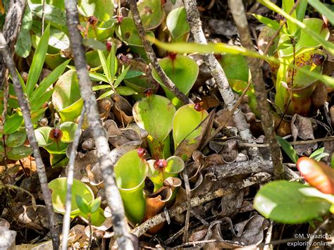 Heliamphora Sp Akopan X Pulchella Mateusz Flickr