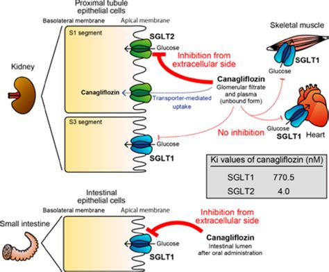 Glucose Sodium Cotransporter Diagram