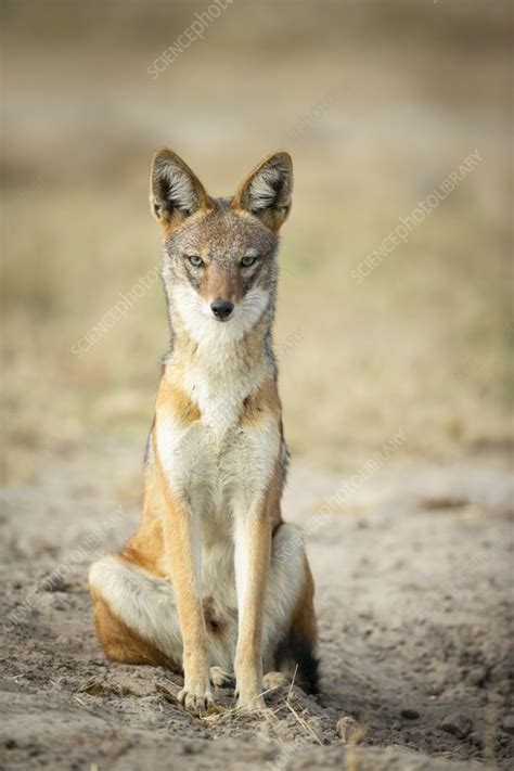 Black Backed Jackal Sitting Stock Image C0557495 Science Photo