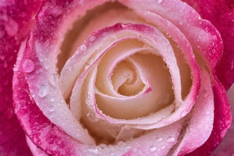 Raindrops On A Rose Flower My Favorite Rose In The Garde… Flickr