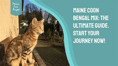 Maine Coon Bengal Mix: The Ultimate Guide