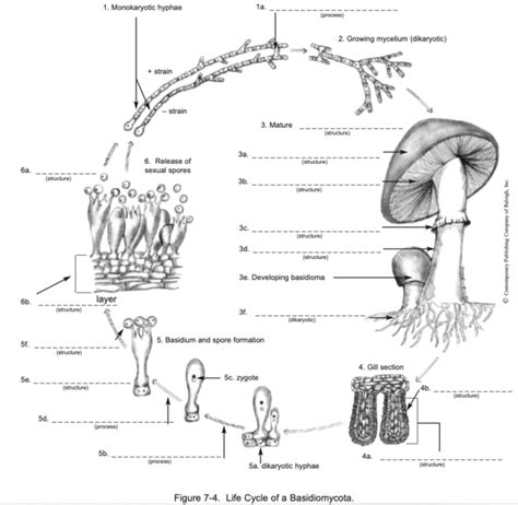 Life Cycle Of A Basidiomycota Diagram Quizlet