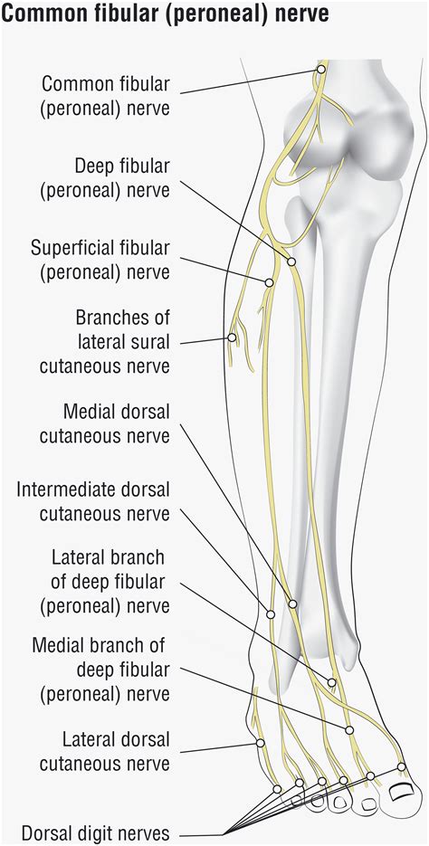 Superficial Peroneal Nerve Distribution