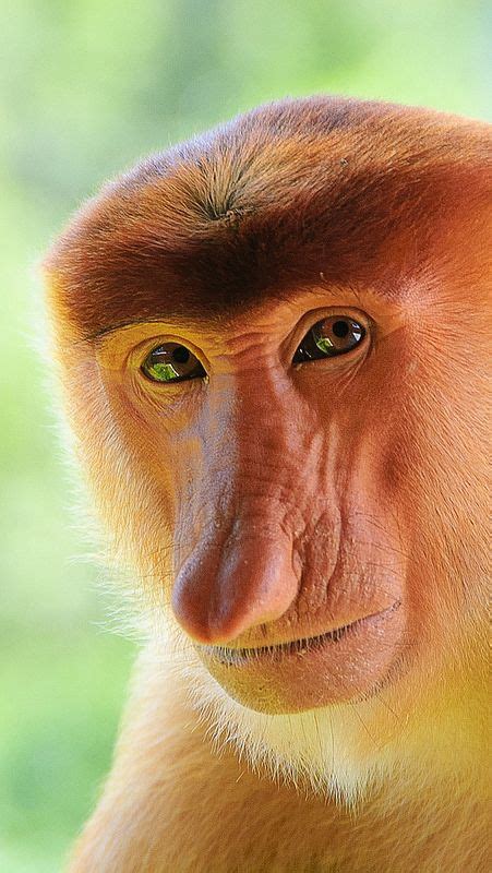 Monkeynosemuzzle56456640x1136 Proboscis Monkey Monkey Animals