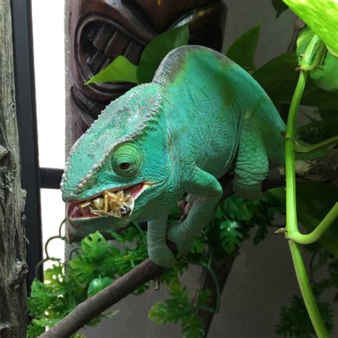 Basics: Feeding Chameleons - Chameleon Academy