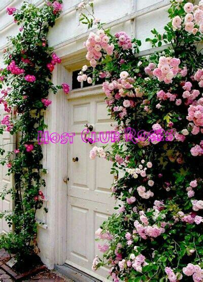 Host Club Roses Ouran Highschool Host Club Amino