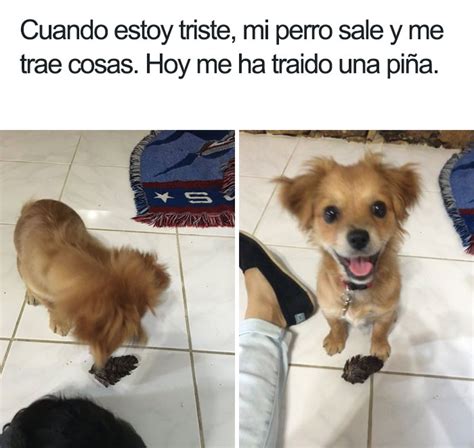 10 Divertidos Memes De Perros Que Te Harán Sonreír Panda Curioso