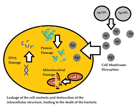 IJMS Free Full Text Activity Of Silver Nanoparticles Against