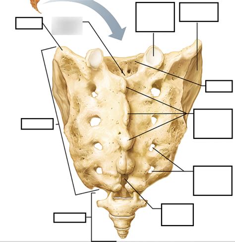 Sacrum And Coccyx Anatomy Diagram Quizlet