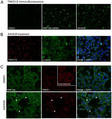 A Immunofluorescence Imaging Of Tankyrase Green In Hek293t Cells