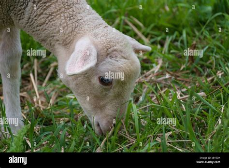 White Lamb Eating Standing On The Grass Meadow Stock Photo Alamy