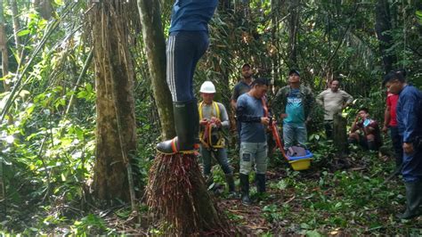 Parque Nacional Alto Purús potencia cadena productiva del huasaí a