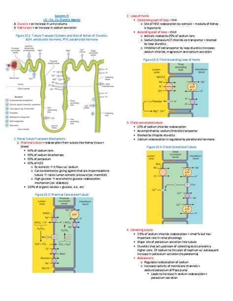 L3 Ch 15 Diuretic Agents Systems 2 L3 3 Ch 15 Diuretic Agents A Diuresis An Increase